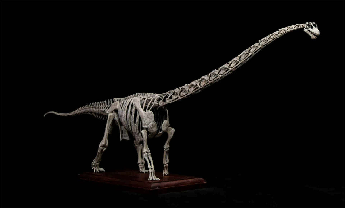 Vwuvwu 1 20 Mamenchisaurus Youngi Skeleton Model – Lana Time Shop