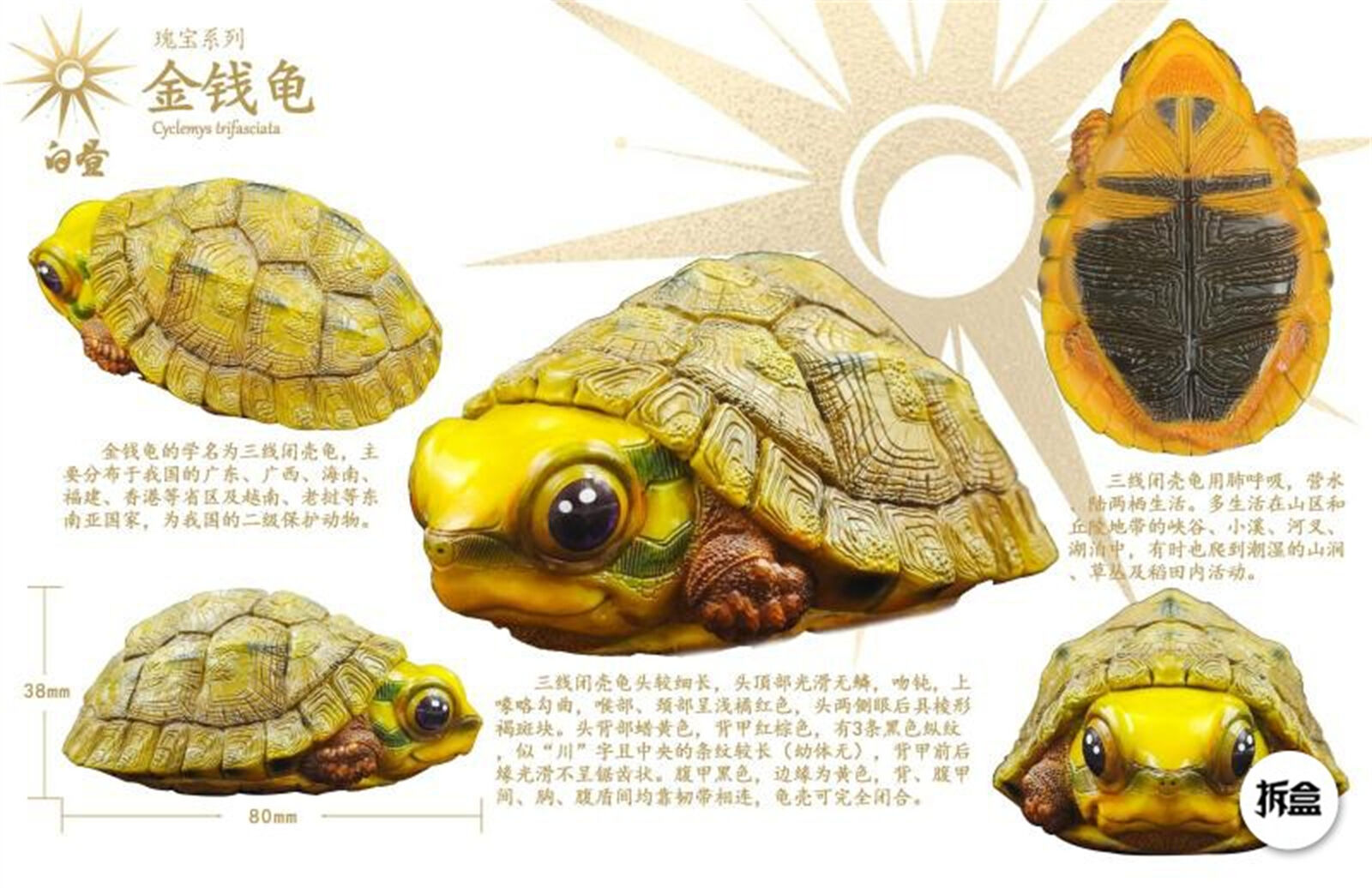 Cuora trifasciata Model