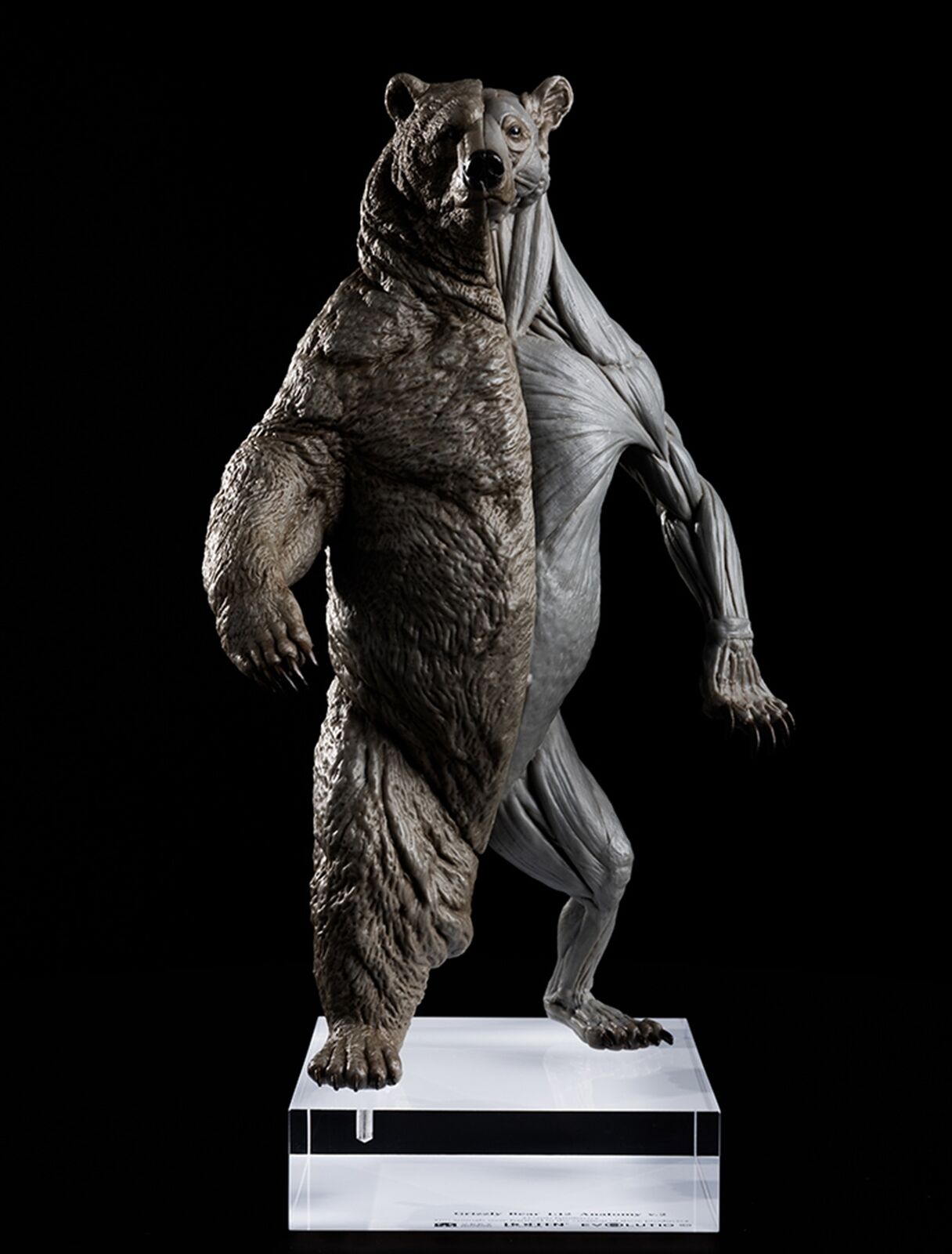 EVOLABORATORY 1/12 Bear Ursidae Muscle Anatomy Model