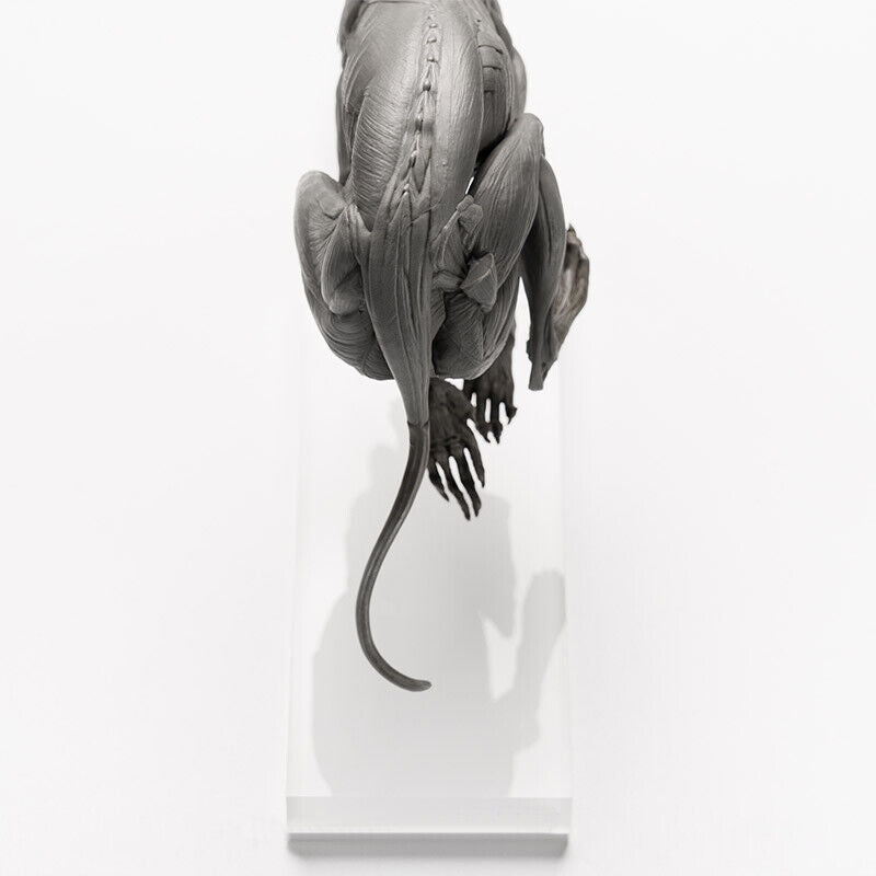 EVOLABORATORY 1/6 Muscle Anatomy Greyhound Model