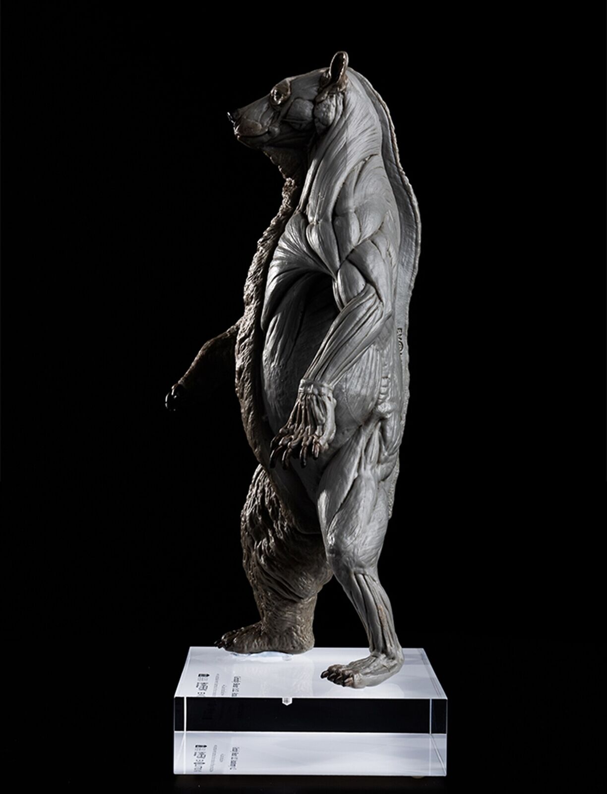 EVOLABORATORY 1/12 Bear Ursidae Muscle Anatomy Model