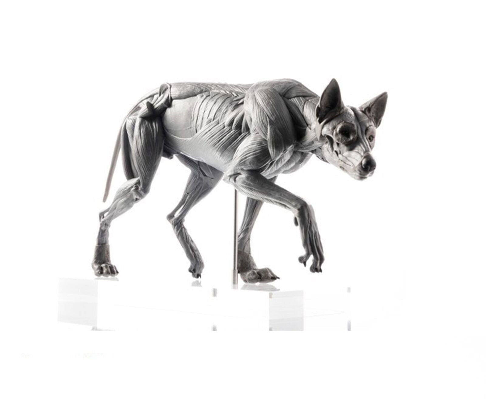 EVOLABORATORY 1/8 Wolf Muscle Anatomy Model