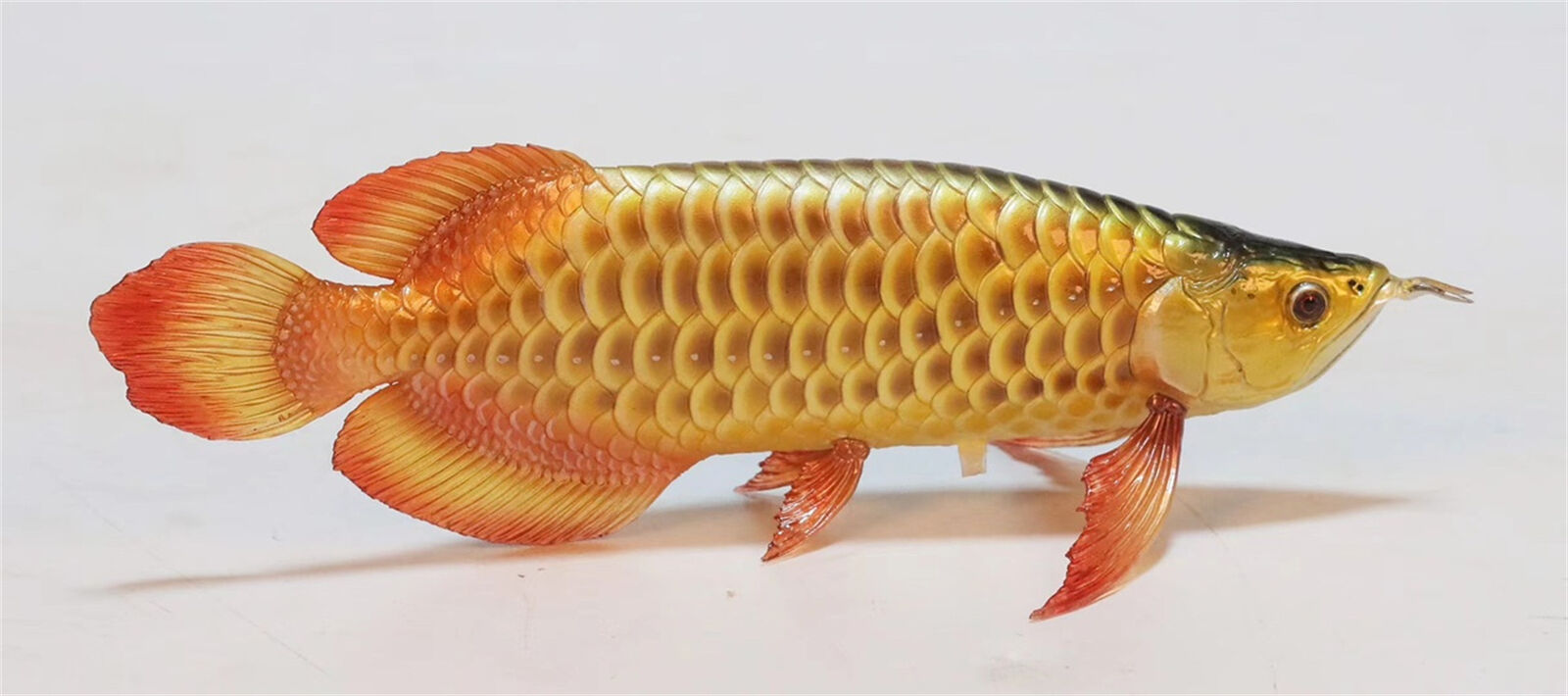 Goldfish Gold Arowana Model