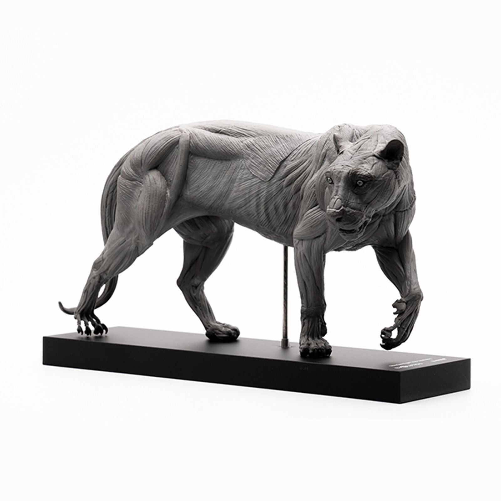 EVOLABORATORY 1/10 Siberian Tiger Muscle Anatomy Model
