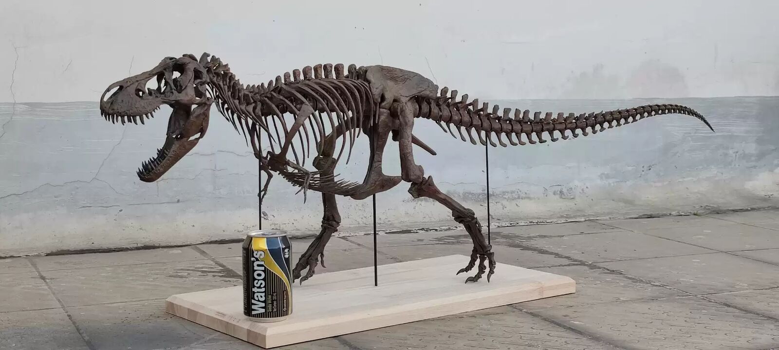 1/10 Tyrannosaurus Rex Skeleton Model