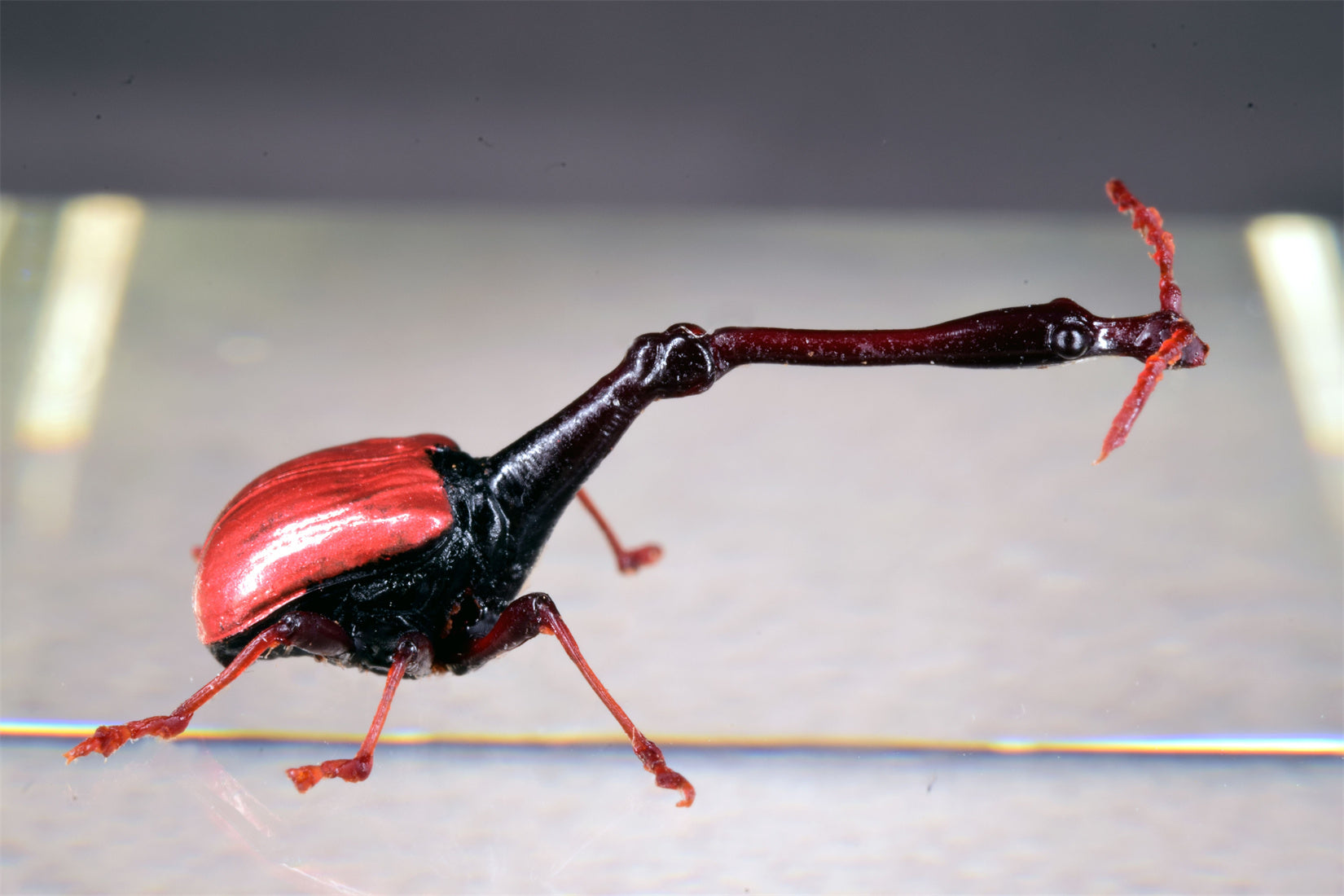 Trachelophorus Giraffa Insect Model