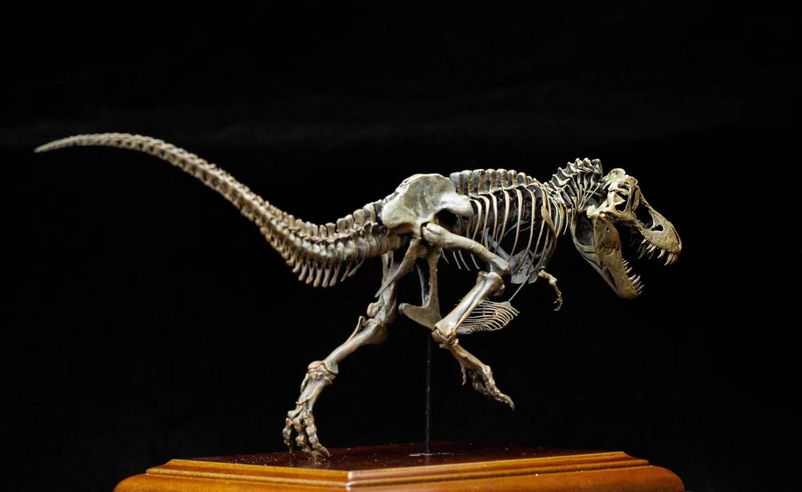 VWUVWU 1/20 Tyrannosaurus Skeleton Model