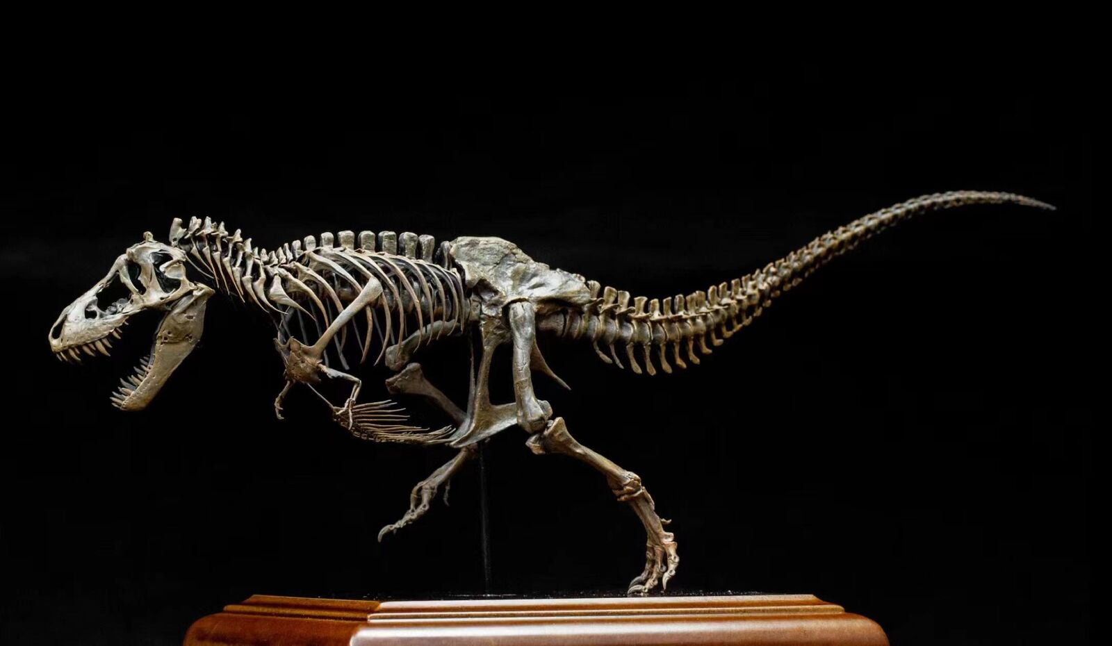 VWUVWU 1/20 Tyrannosaurus Skeleton Model
