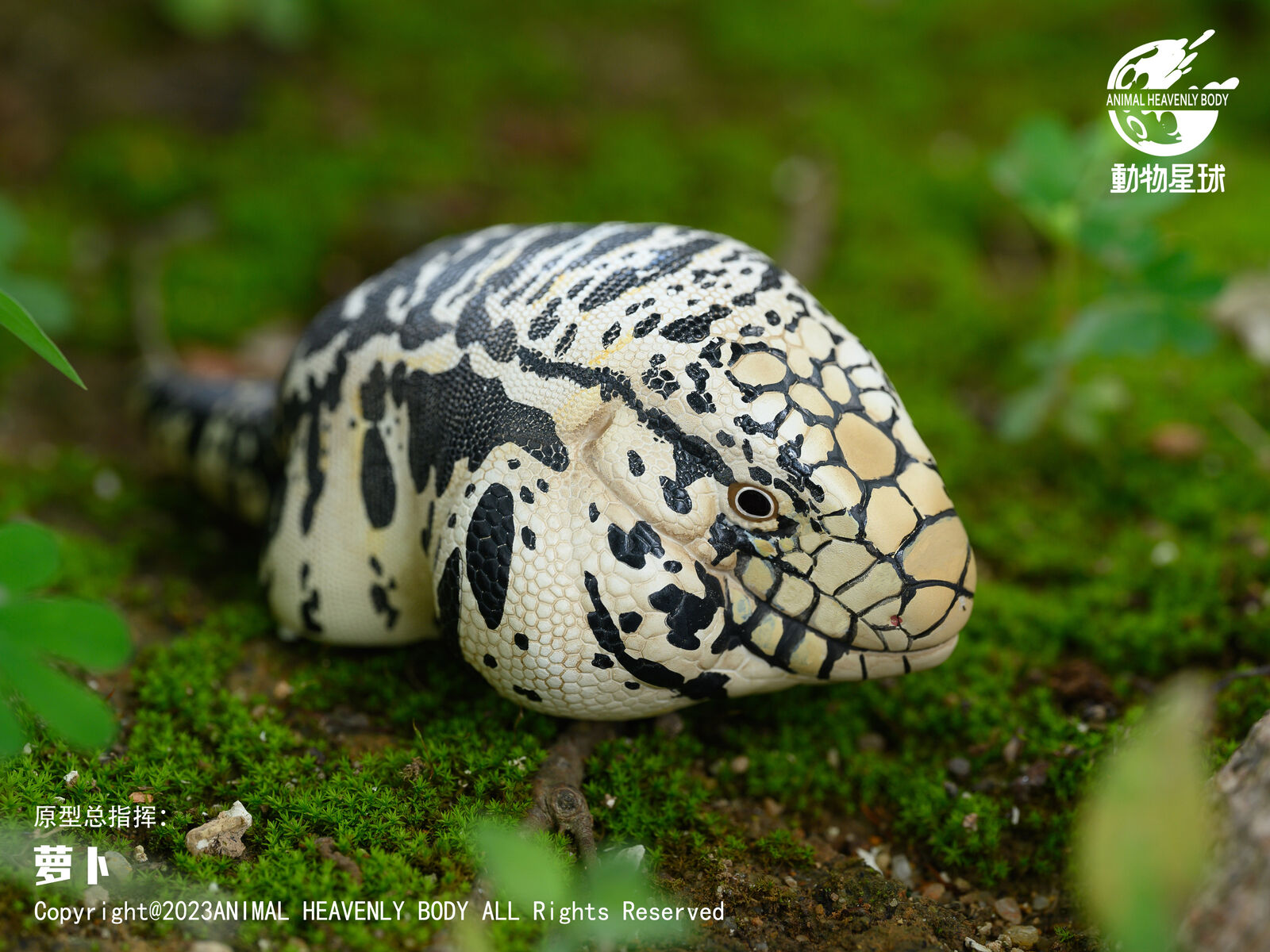 Animal Planet 16 Lizard Blind Box Model