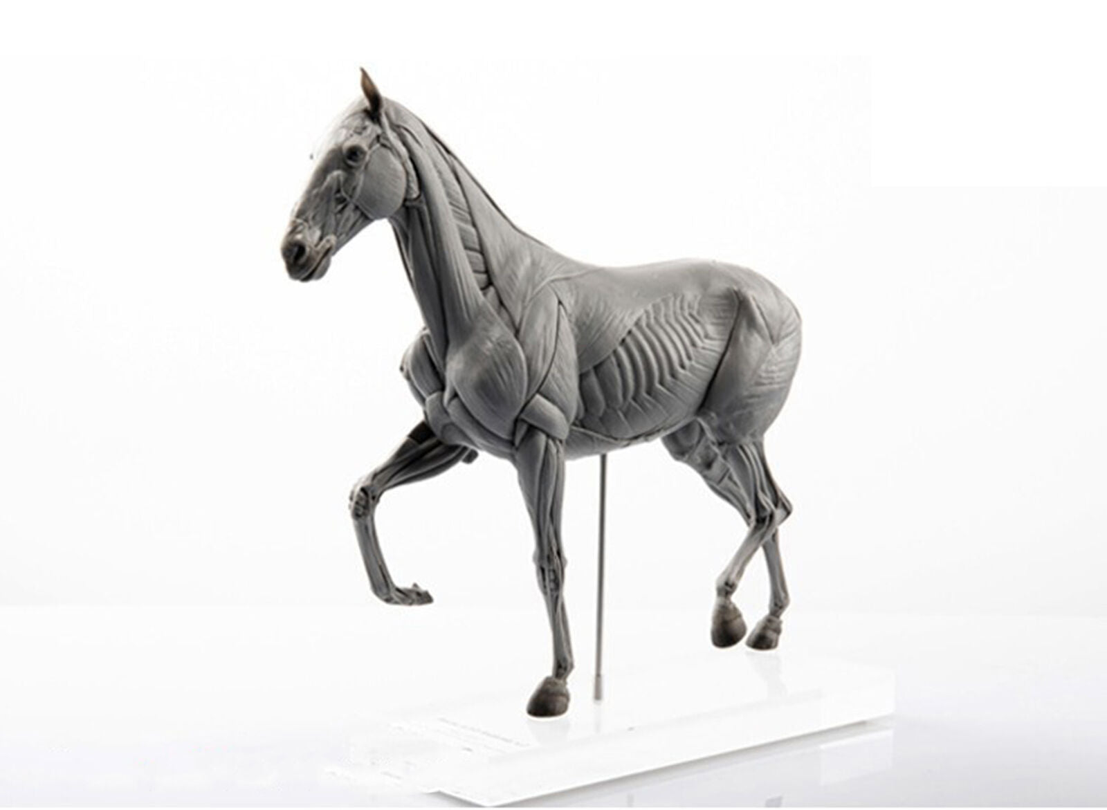 EVOLABORATORY Horse Muscle Anatomy Model