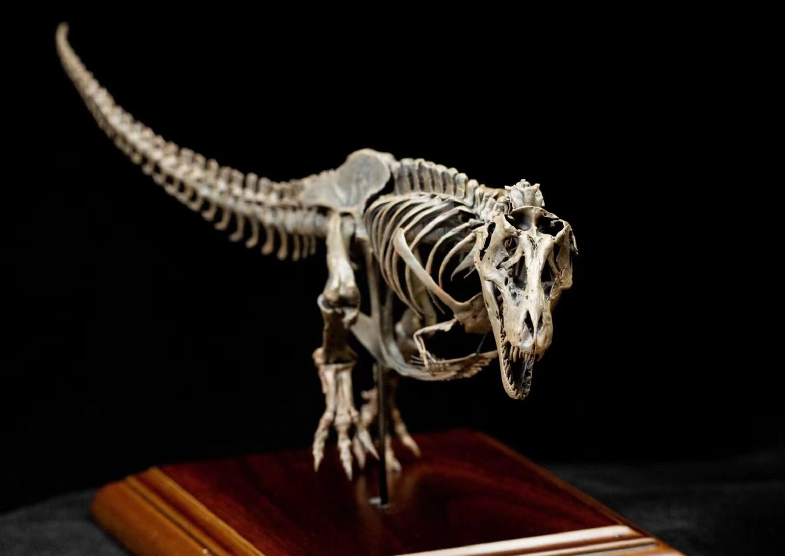 VWUVWU 1/20 Tyrannosaurus Skeleton Model