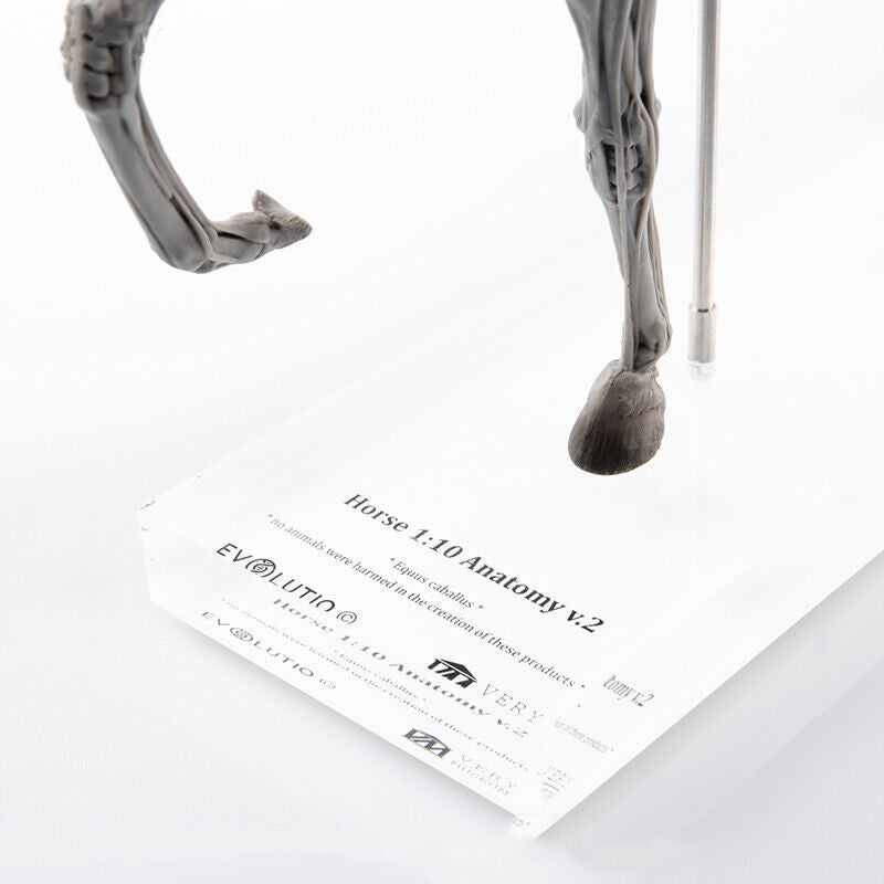 EVOLABORATORY Horse Muscle Anatomy Model
