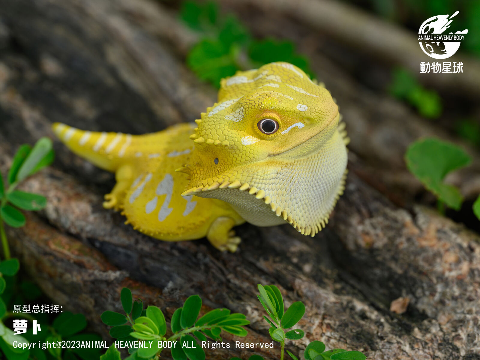Animal Planet 16 Lizard Blind Box Model
