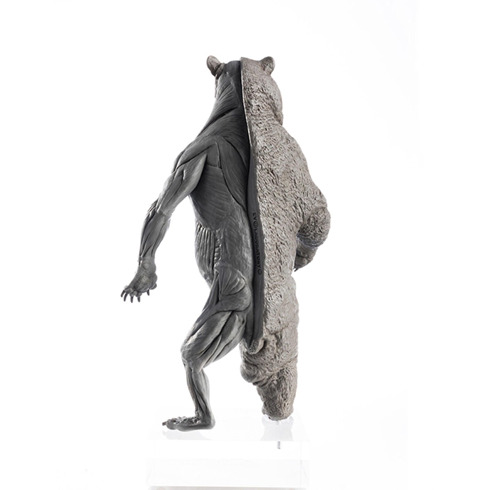 EVOLABORATORY 1/12 Bear Ursidae Muscle Anatomy Model