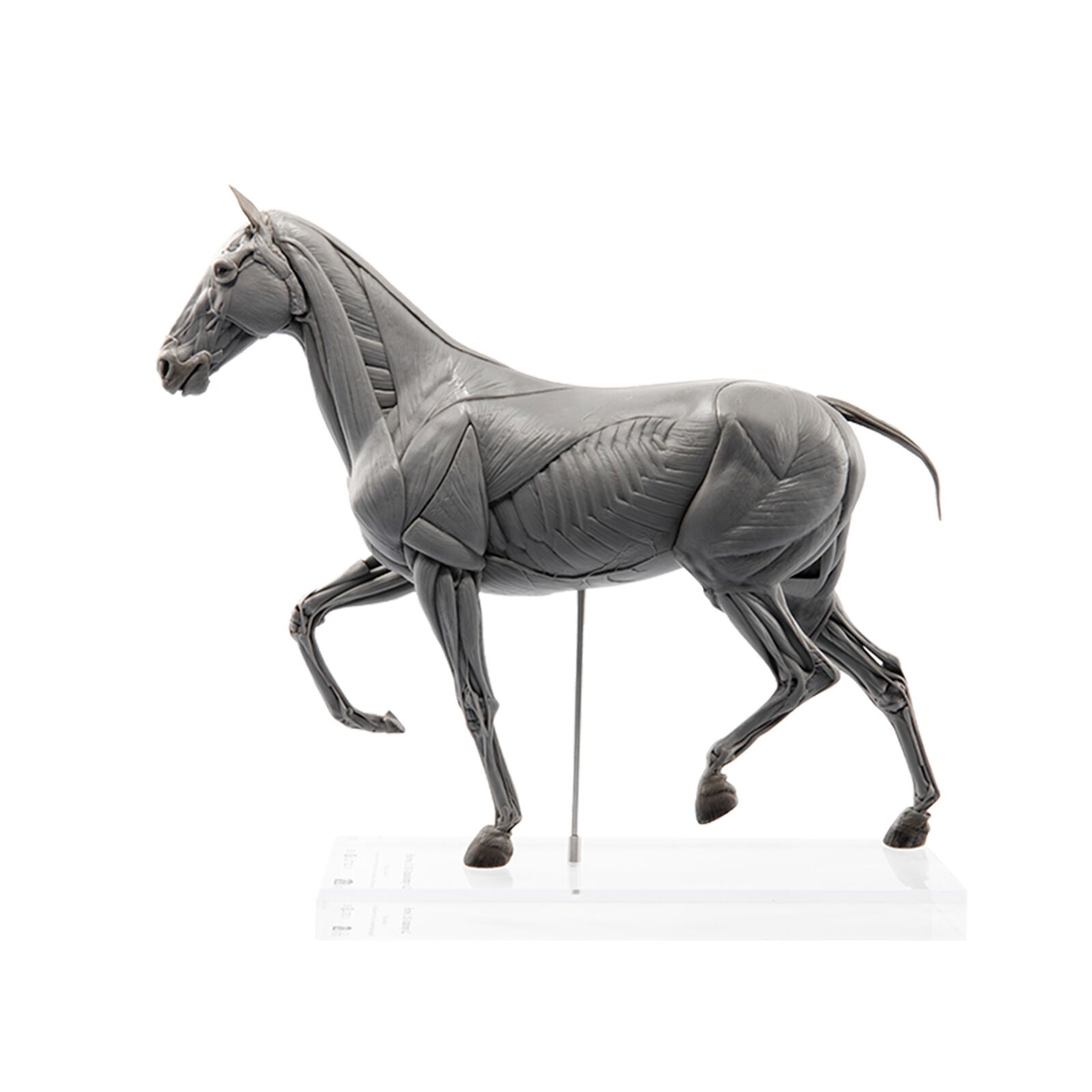 EVOLABORATORY Horse Muscle Anatomy Model