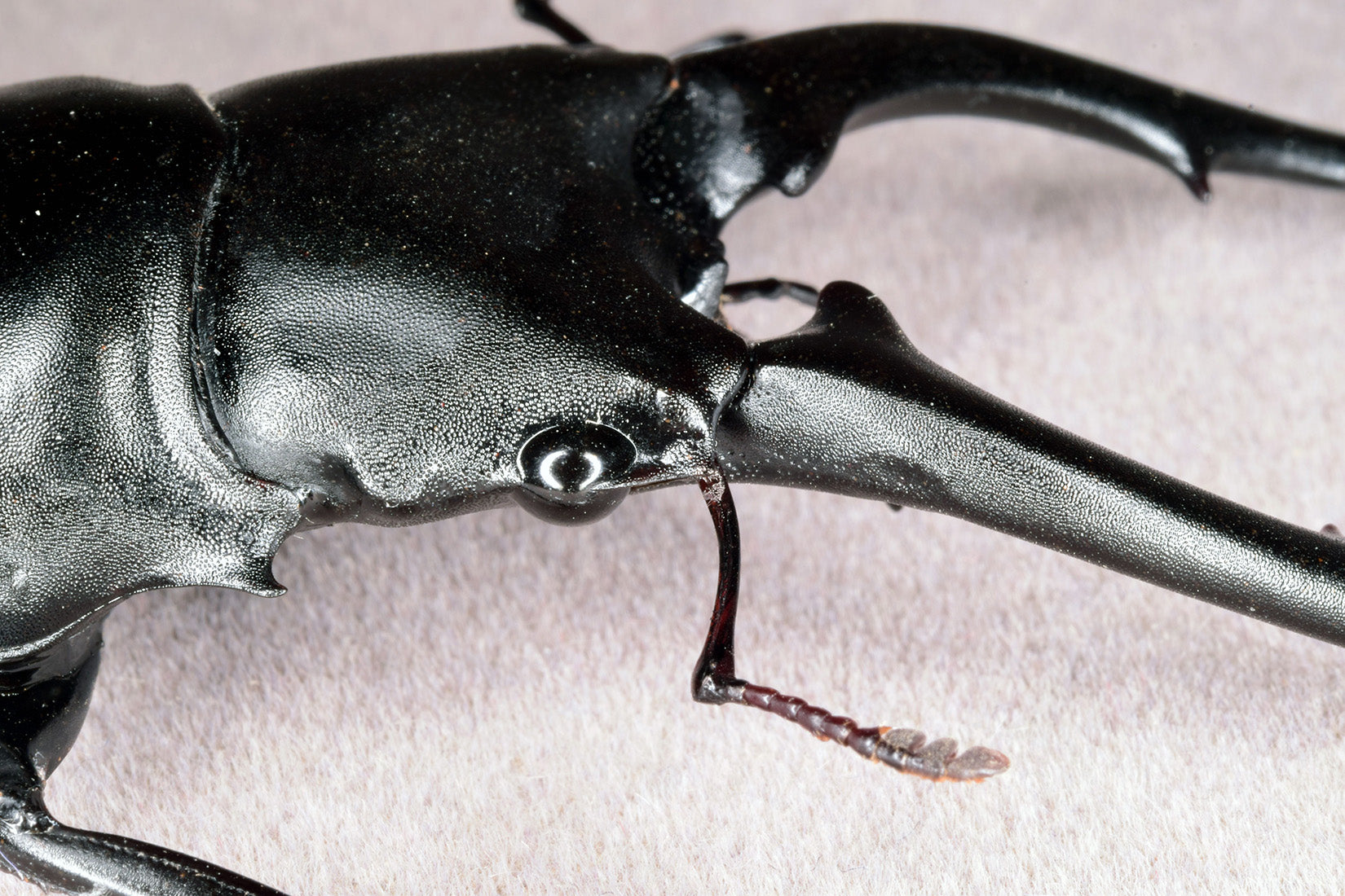 Wunderschöne Chemiepuppe im Maßstab 1:6