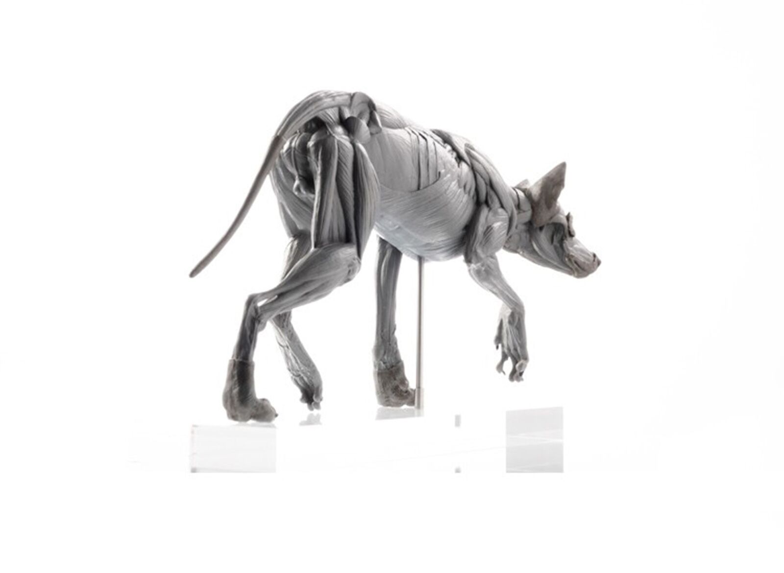 EVOLABORATORY 1/8 Wolf Muscle Anatomy Model