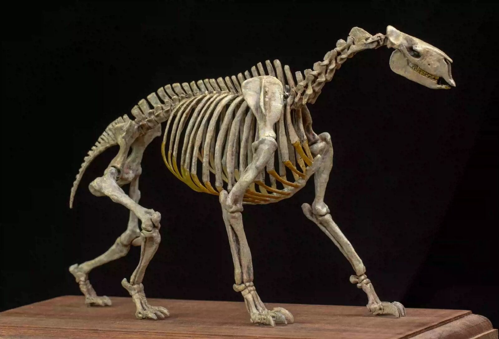 VWUVWU 1/20 Moropus Skeleton Model