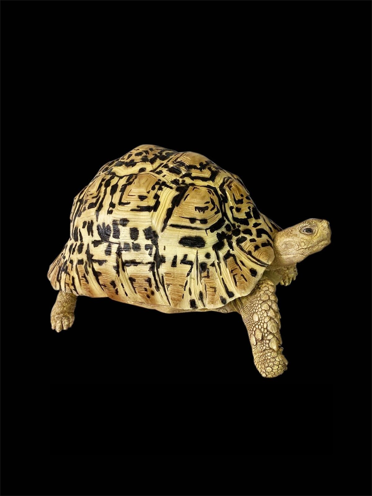 Leopard Tortoise Model