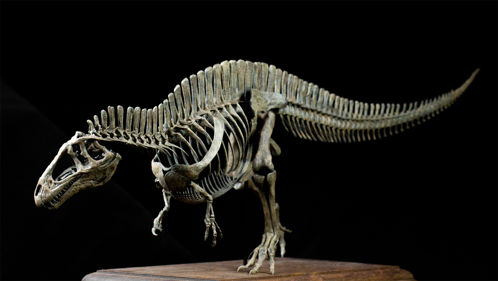 VWUVWU 1/20 Acrocanthosaurus Skeleton Model