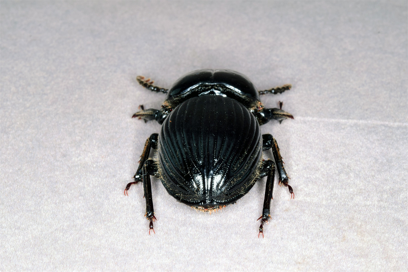 Proculus Goryi Insect Model