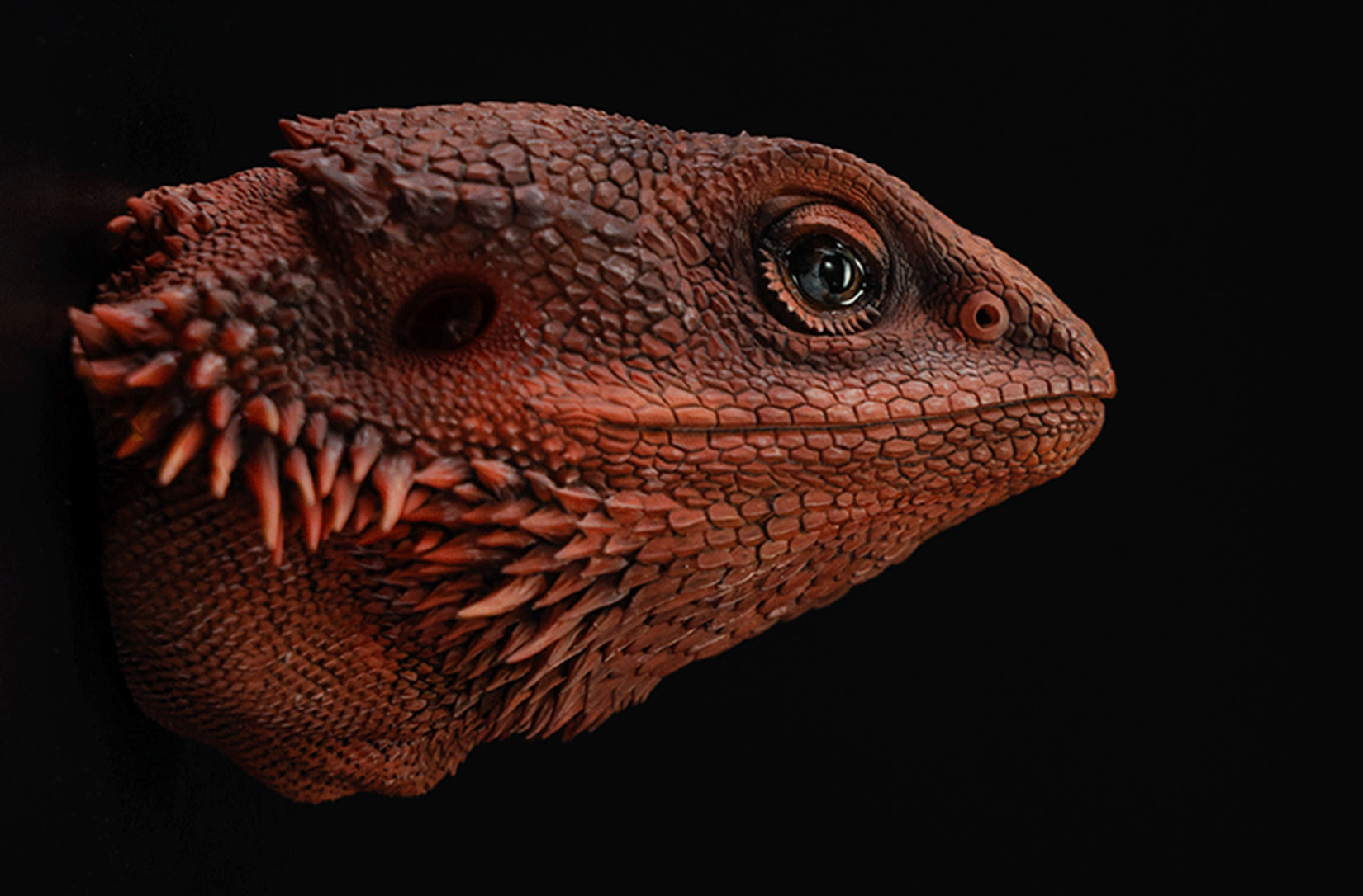 Pogona Vitticeps Head Model