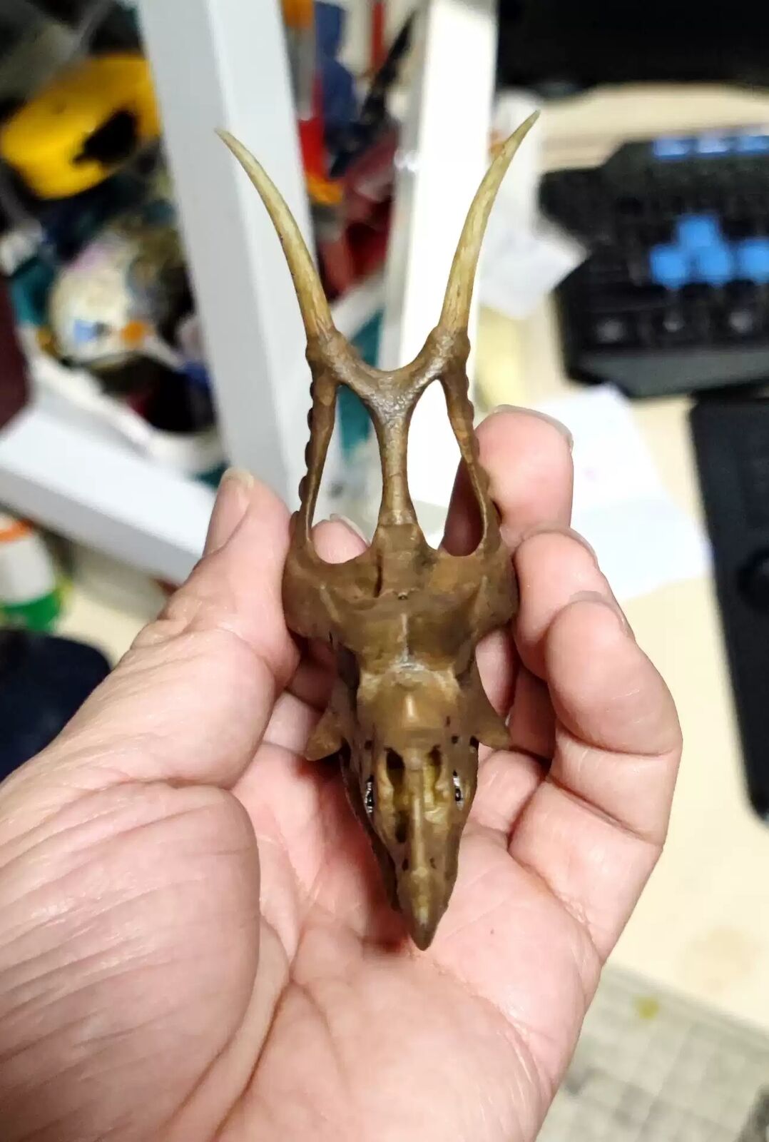 Small Diabloceratops Skull Model