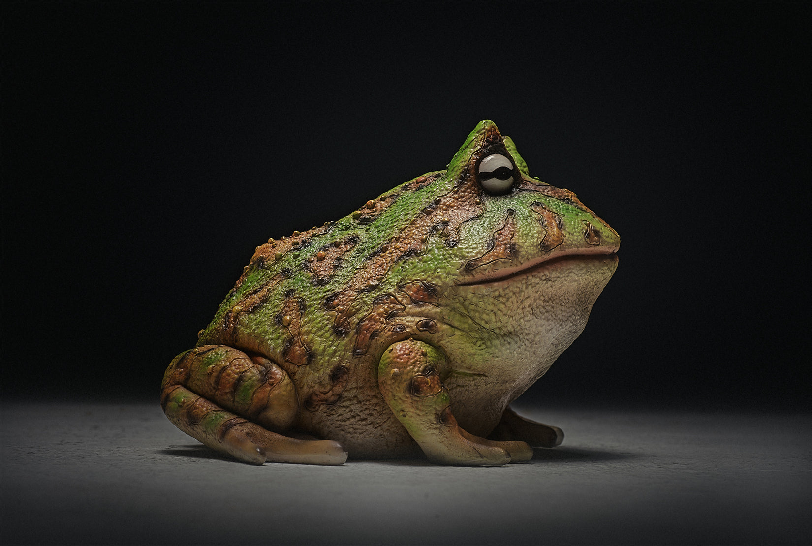 Schildkröten-Serie Tiermodell