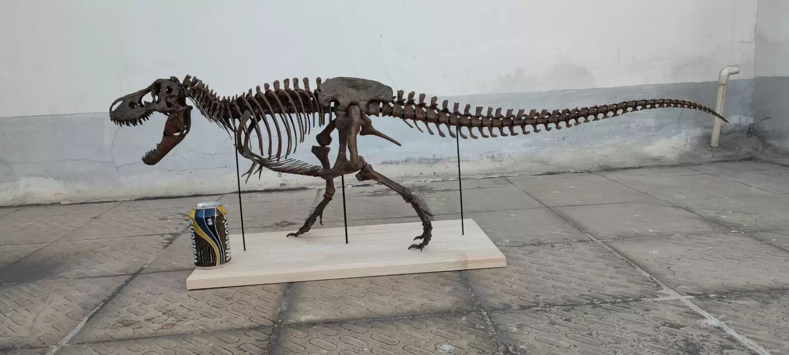 1/10 Tyrannosaurus Rex Skeleton Model