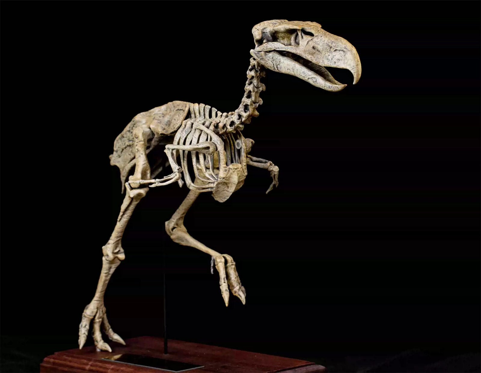 VWUVWU Kelenken Skeleton Model