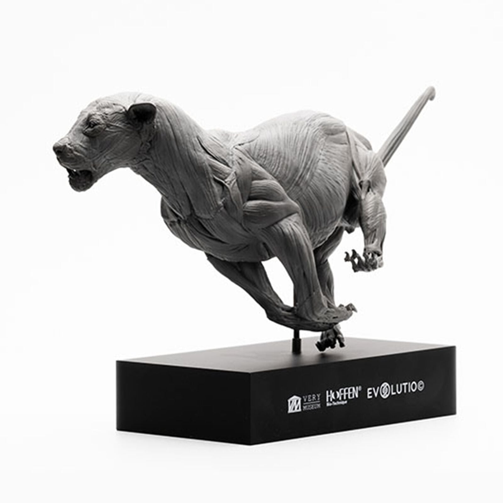 EVOLABORATORY 1/10 African Lion Muscle Anatomy Model