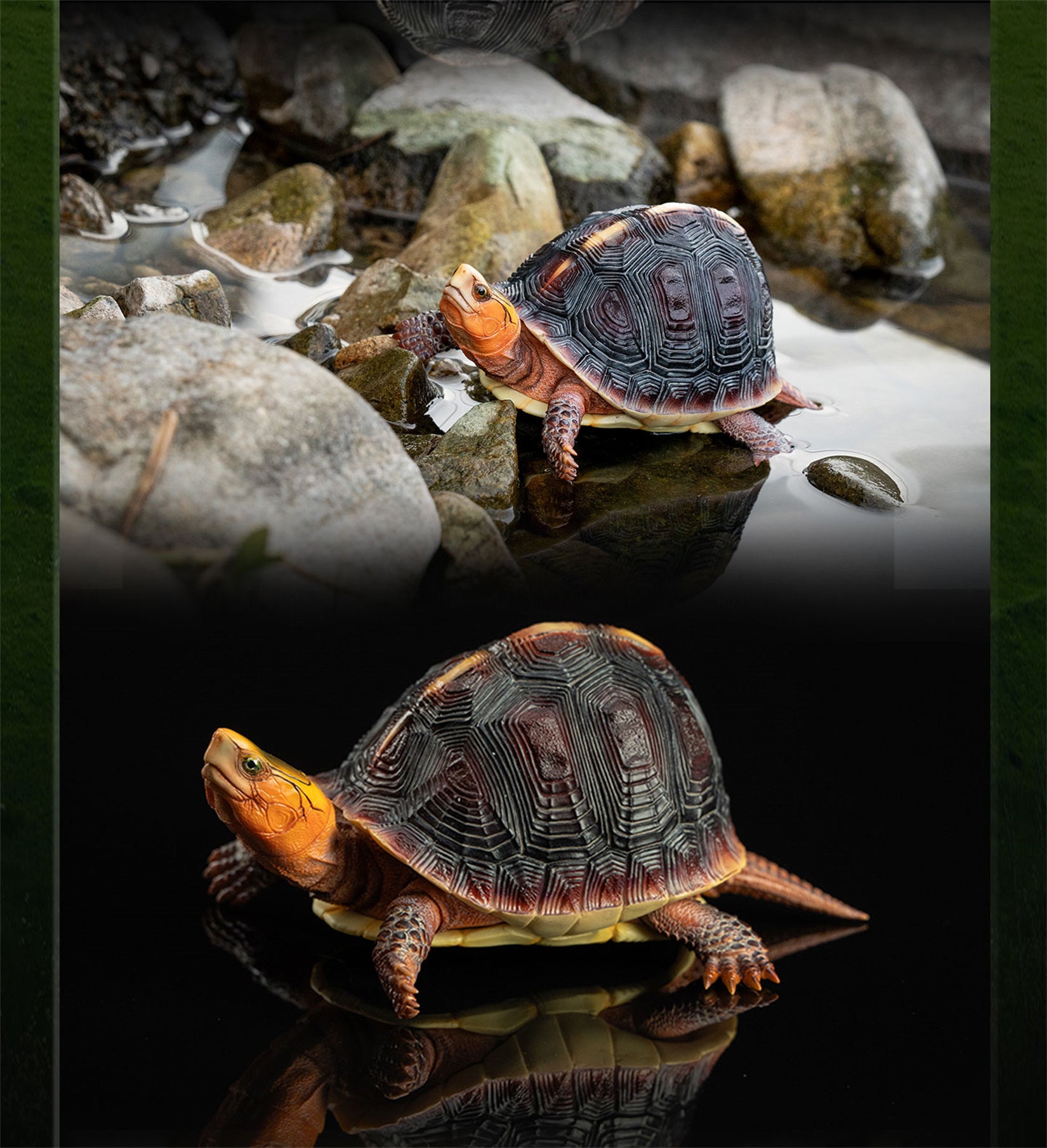 Cuora Flavomarginata Turtle Model