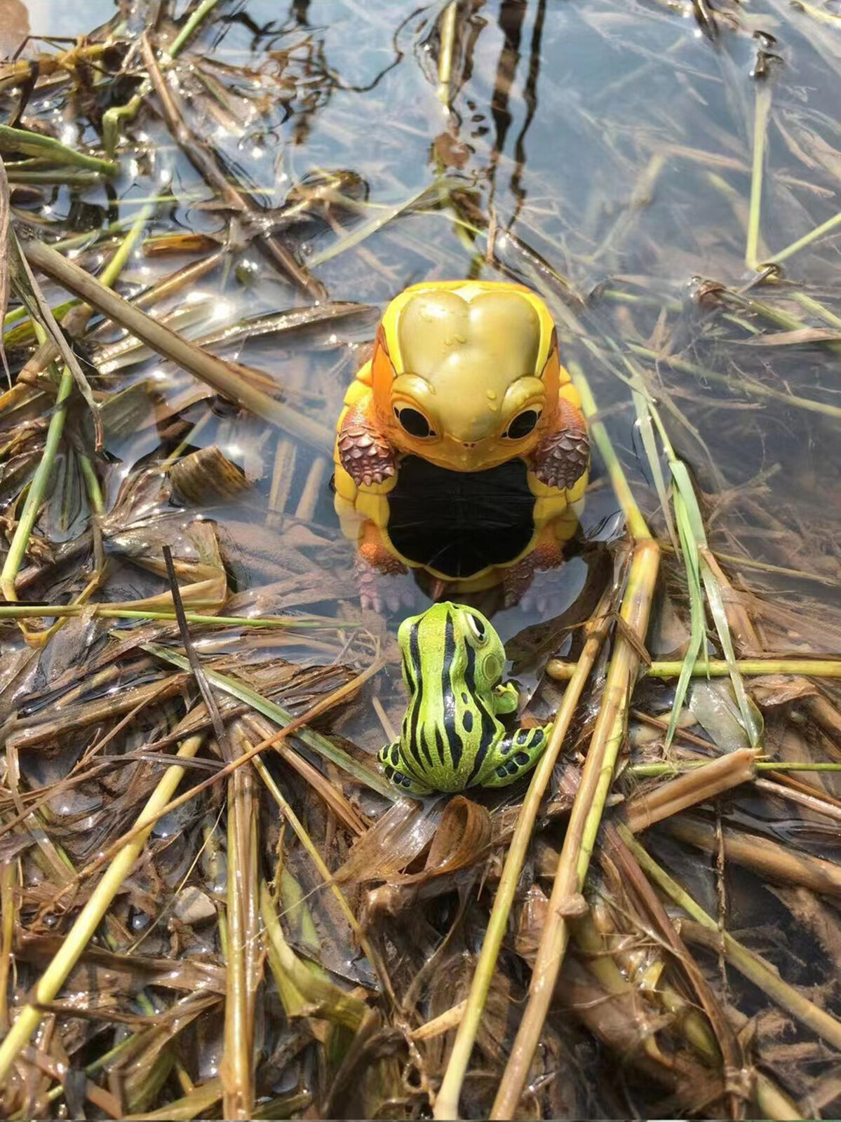 Yellow-margined Box Turtle Model