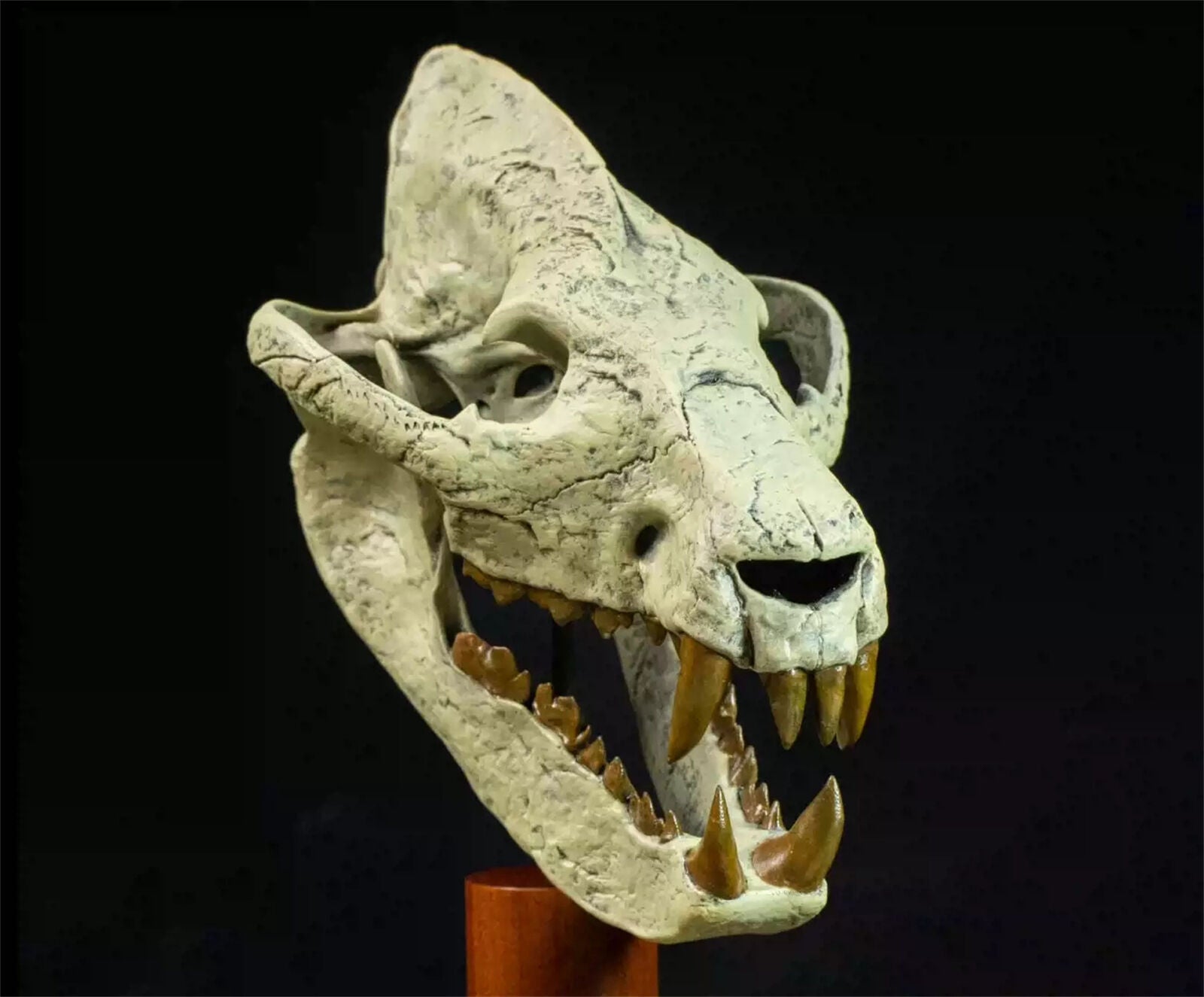VWUVWU Megistotherium Skull Model