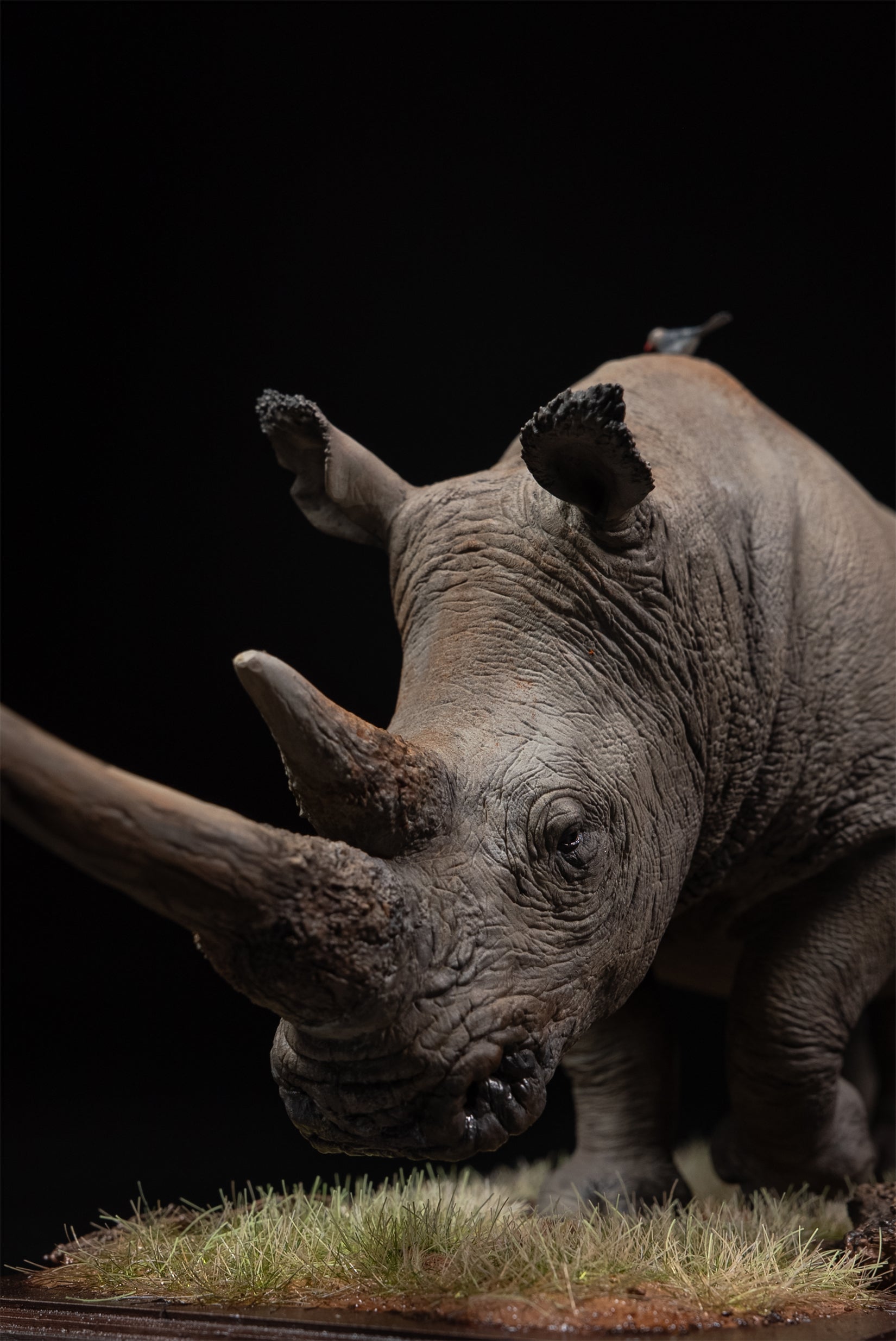 De CLAY Studio White rhinoceros Model