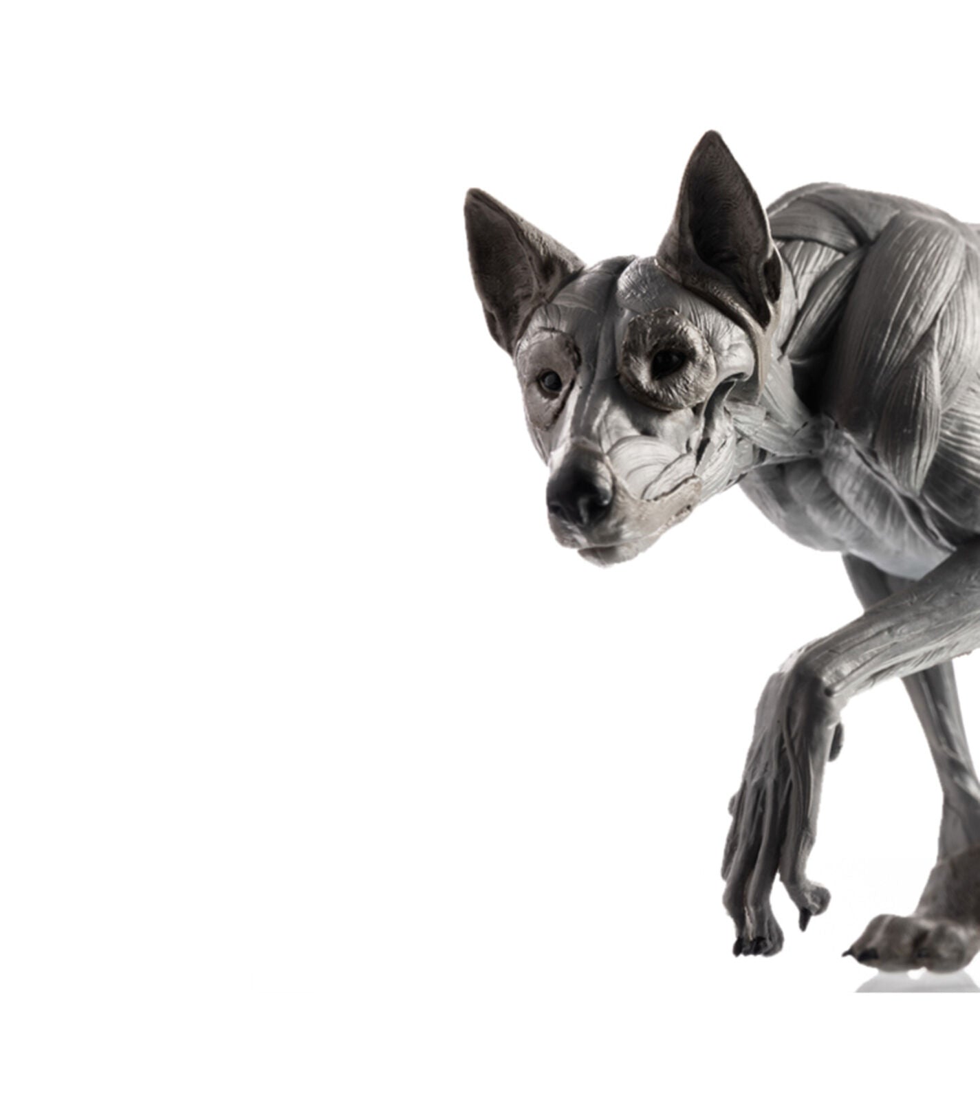 EVOLABORATORY 1/8 Wolf Muscle Anatomy Model