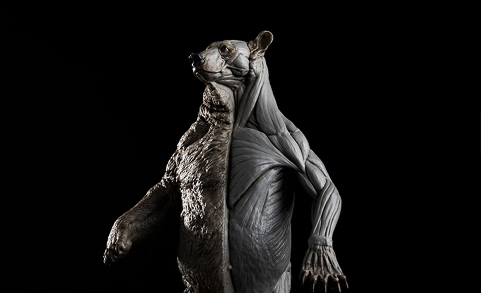 EVOLABORATORY 1/12 Bear Ursidae Muscle Anatomy Model