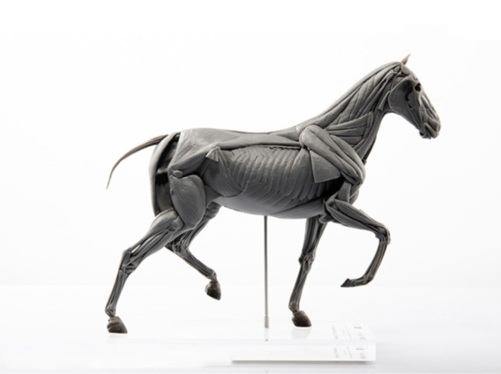 EVOLABORATORY Horse Muscle Anatomy Model