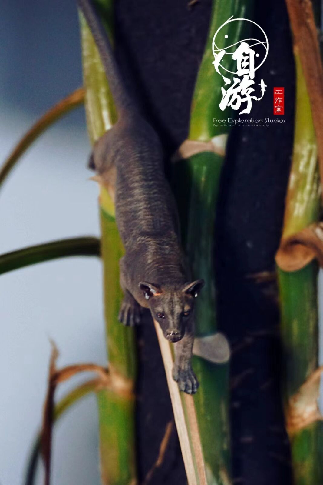 Free Exploration Fossa Model