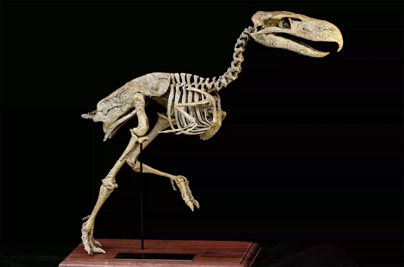 VWUVWU Kelenken Skeleton Model