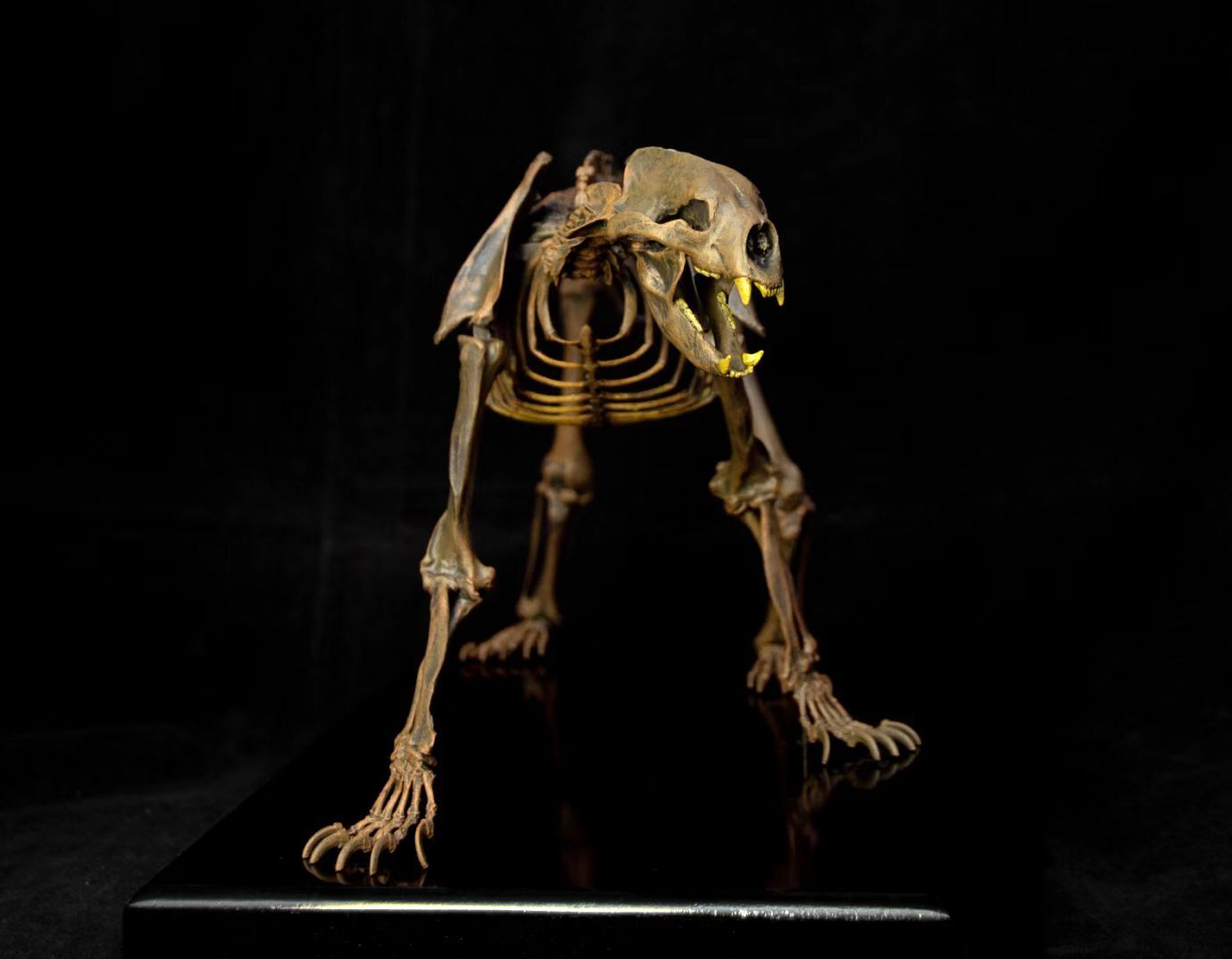 VWUVWU 1/10 Arctodus simus Skeleton Model