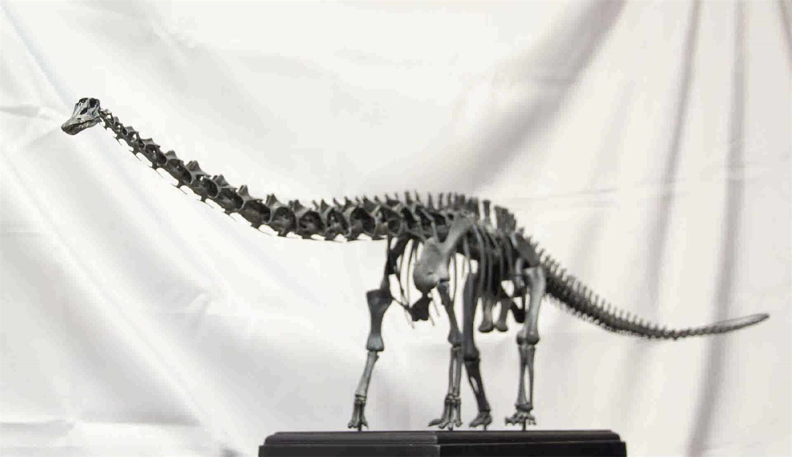 VWUVWU 1/20 Diplodocus Skeleton Model