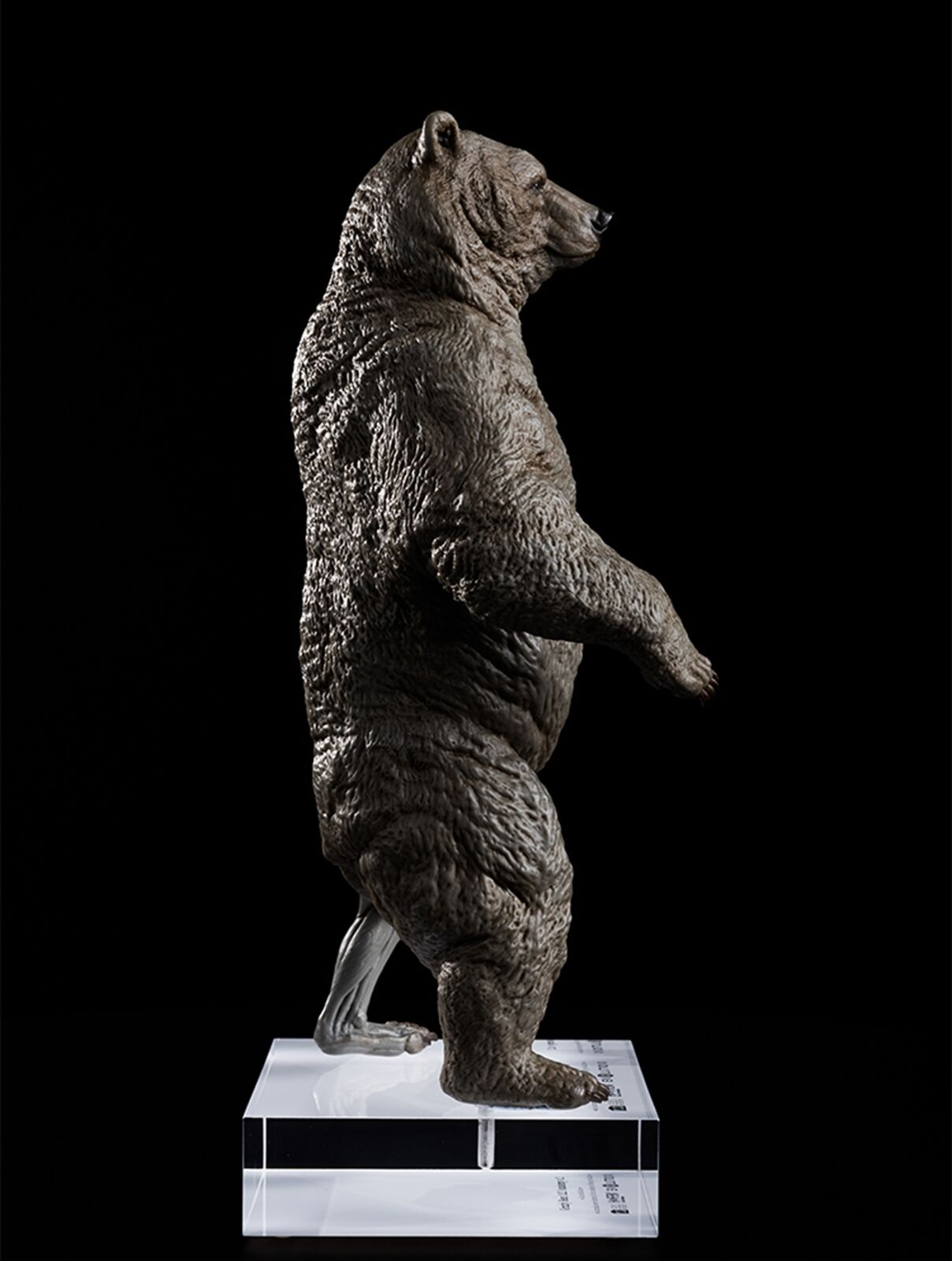 EVOLABORATORY 1/12 Bear Ursidae Muscle Anatomy Model