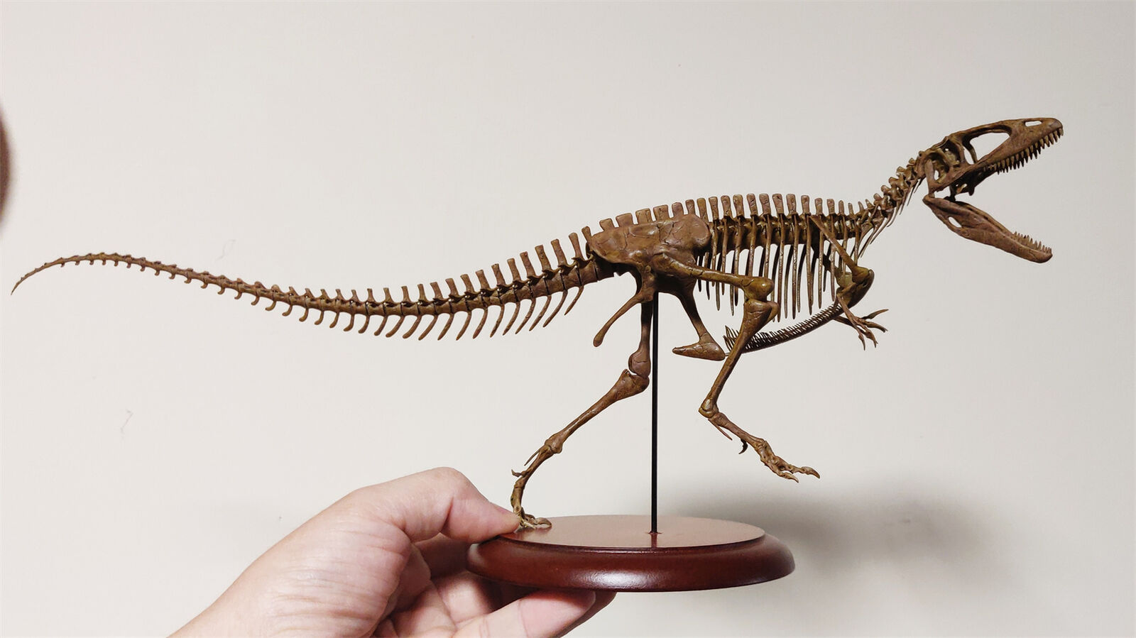 VWUVWU Carcharodontosaurus Skeleton Model