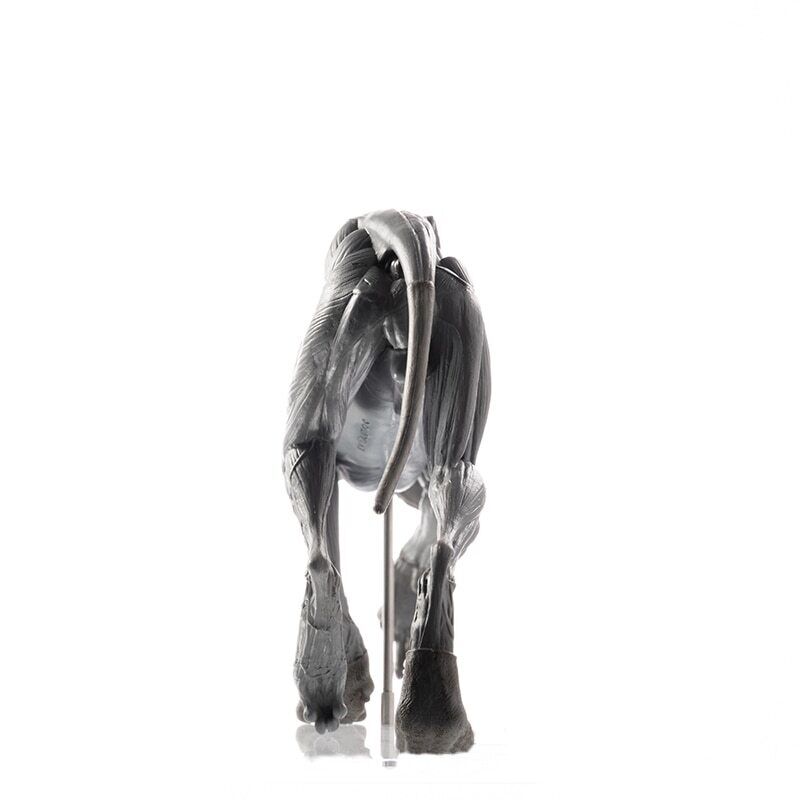 EVOLABORATORY 1/8 Wolf Muscle Anatomy Model