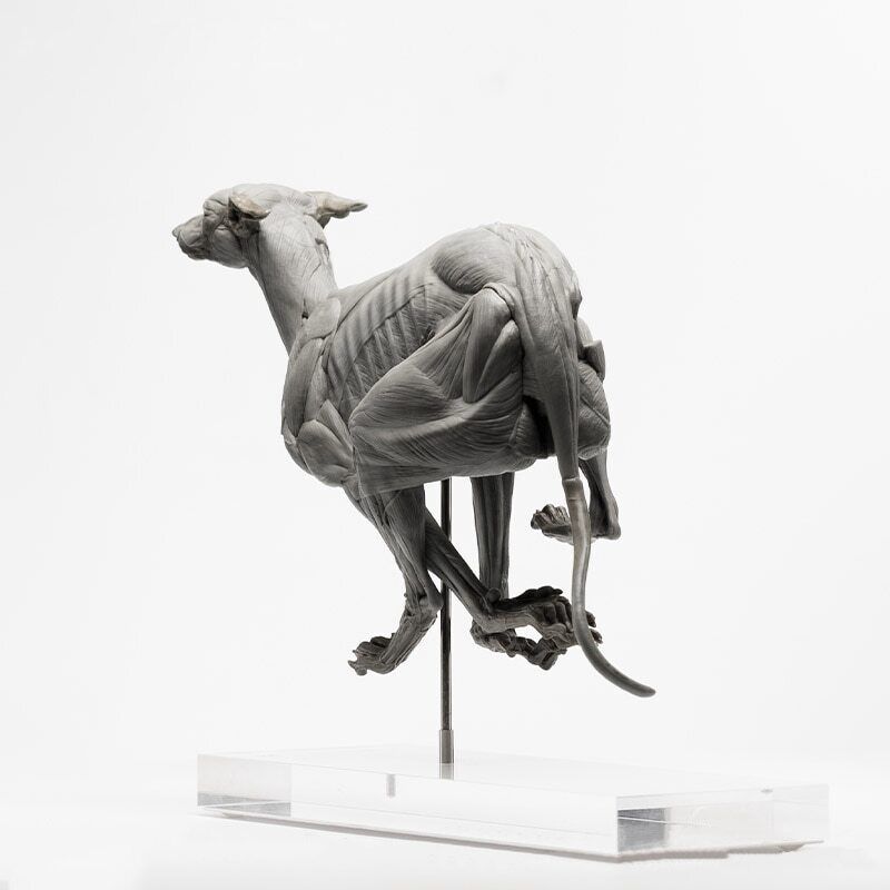 EVOLABORATORY 1/6 Muscle Anatomy Greyhound Model