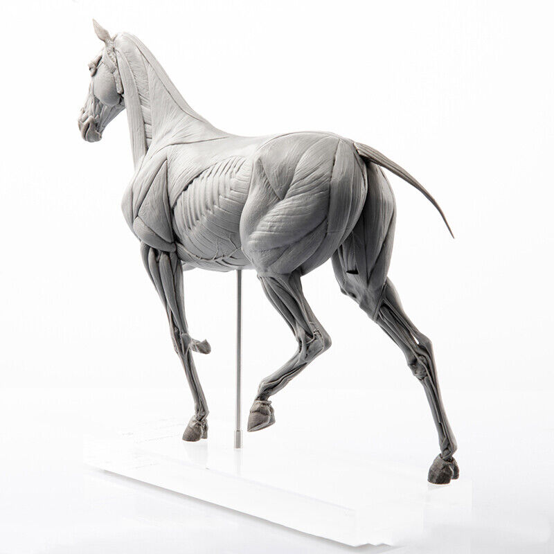 EVOLABORATORY Horse Muscle Anatomy Model