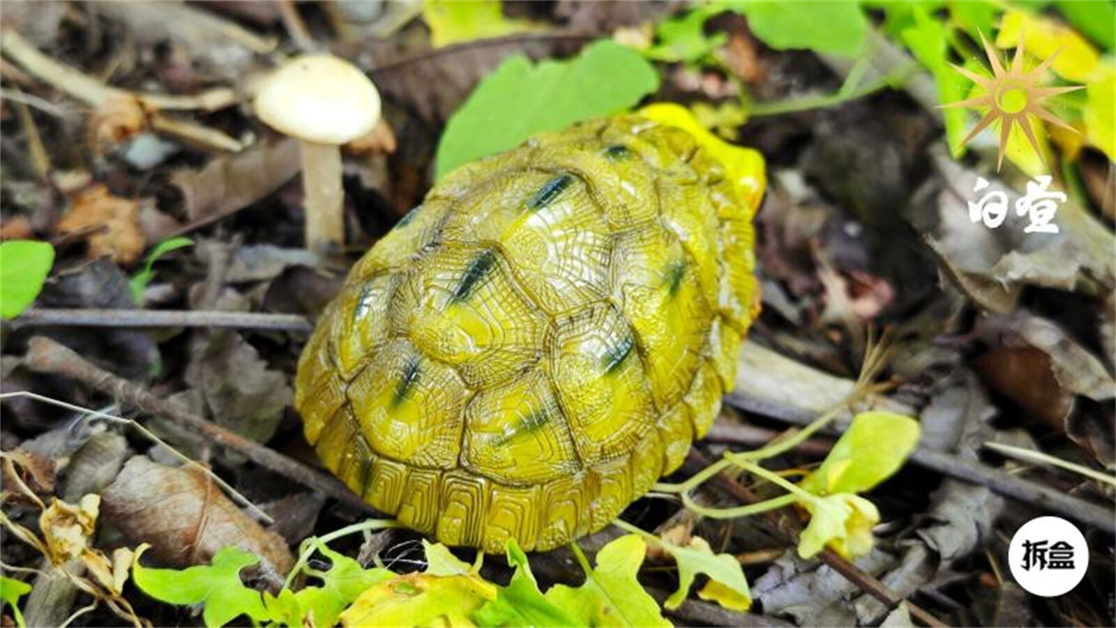 Cuora trifasciata Model