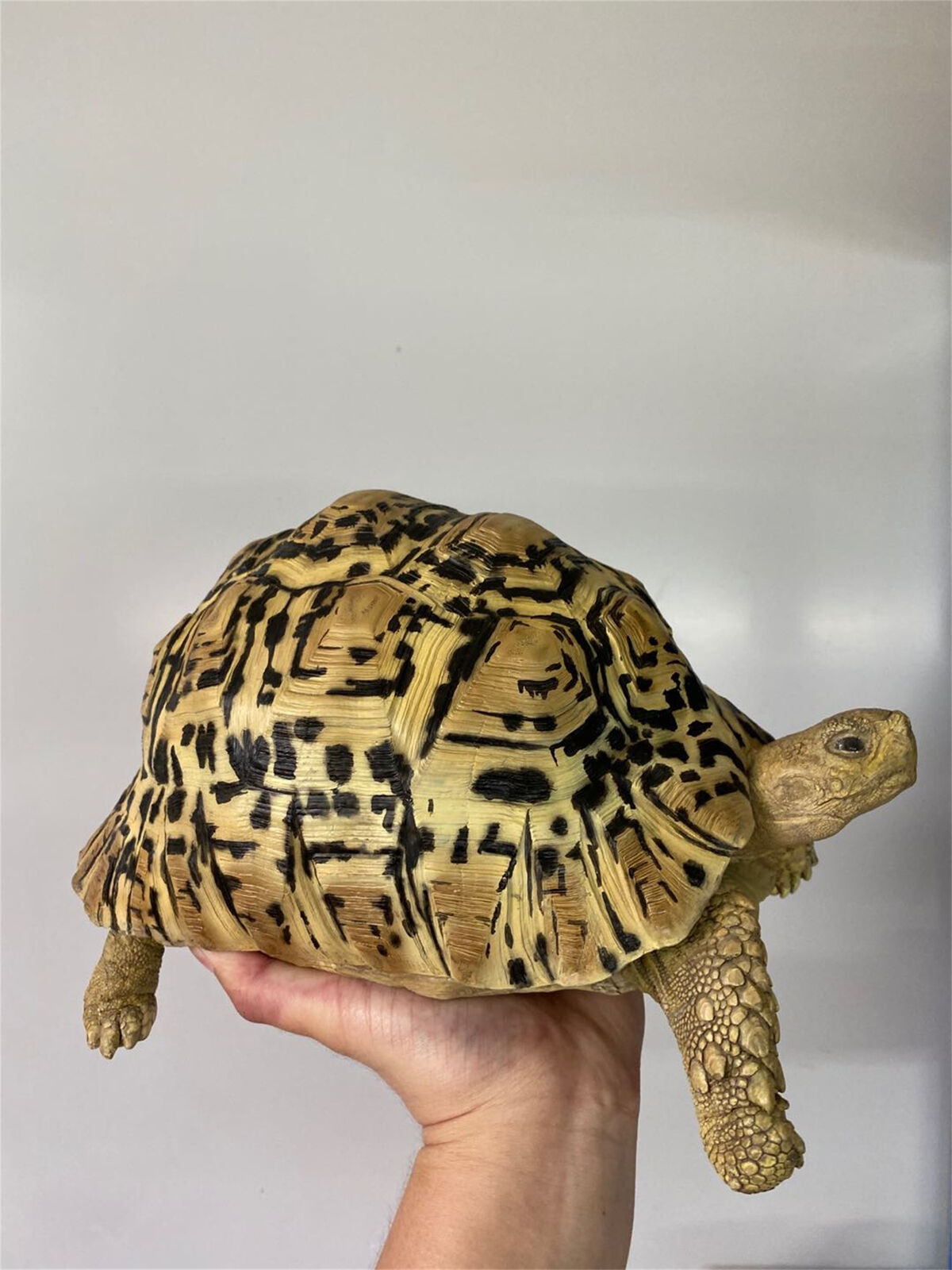 Leopard Tortoise Model