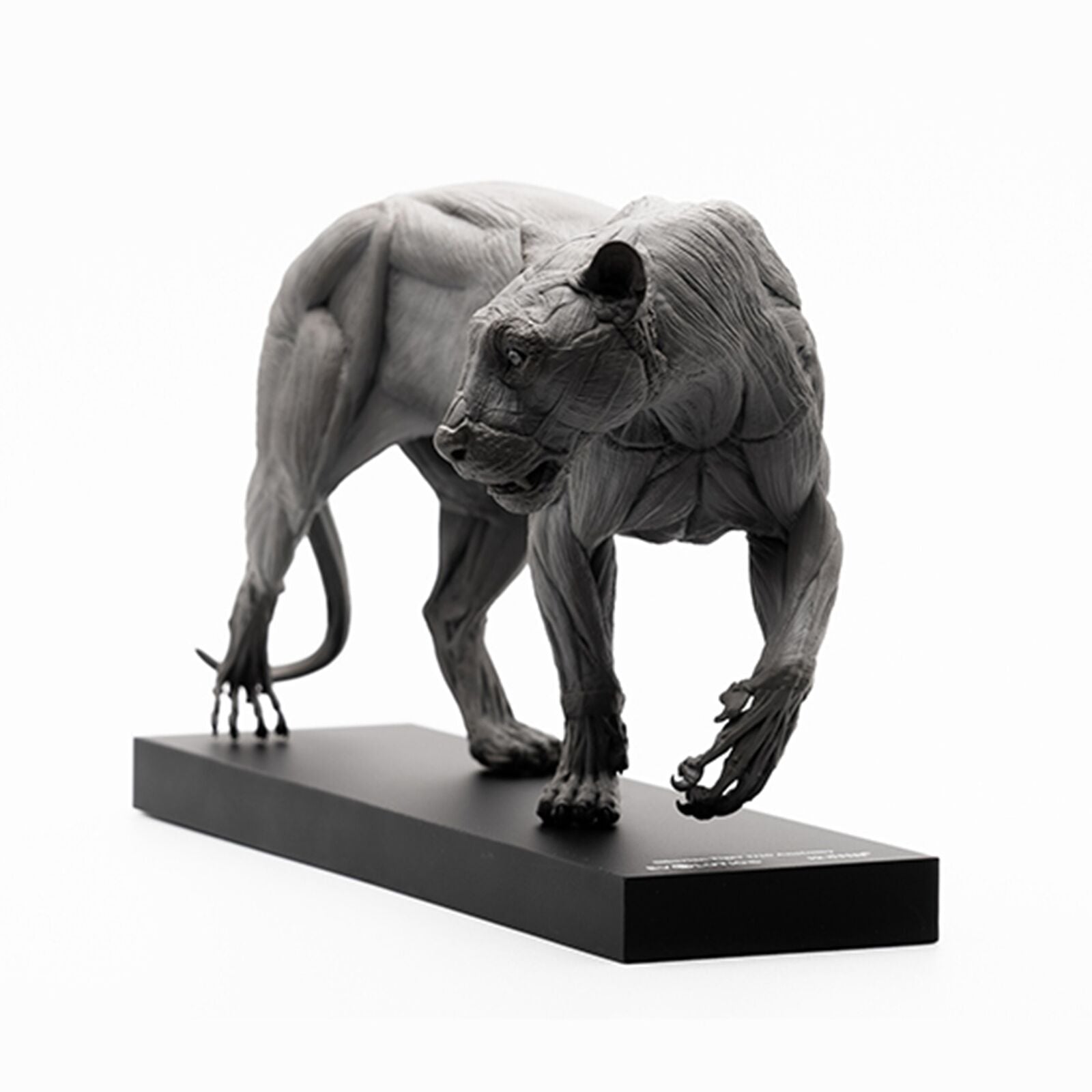 EVOLABORATORY 1/10 Siberian Tiger Muscle Anatomy Model